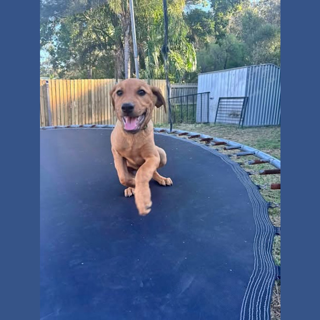 Photo of Herbie (P20)