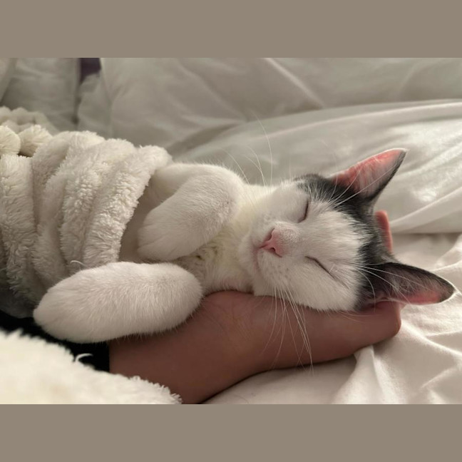 Photo of Silky