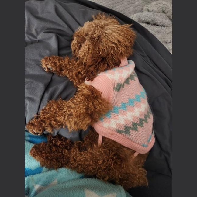 Photo of Biscoff   1 Year Old Poodle X