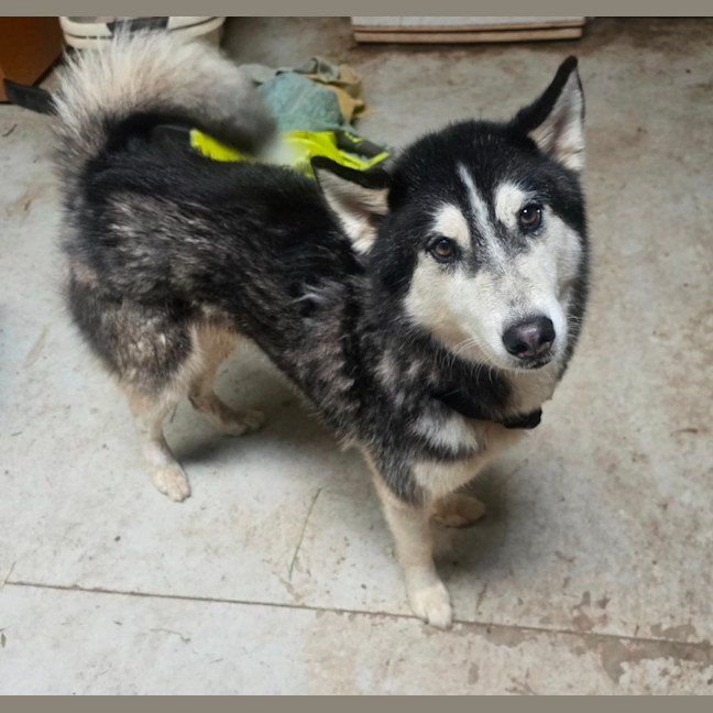 Photo of Zorro