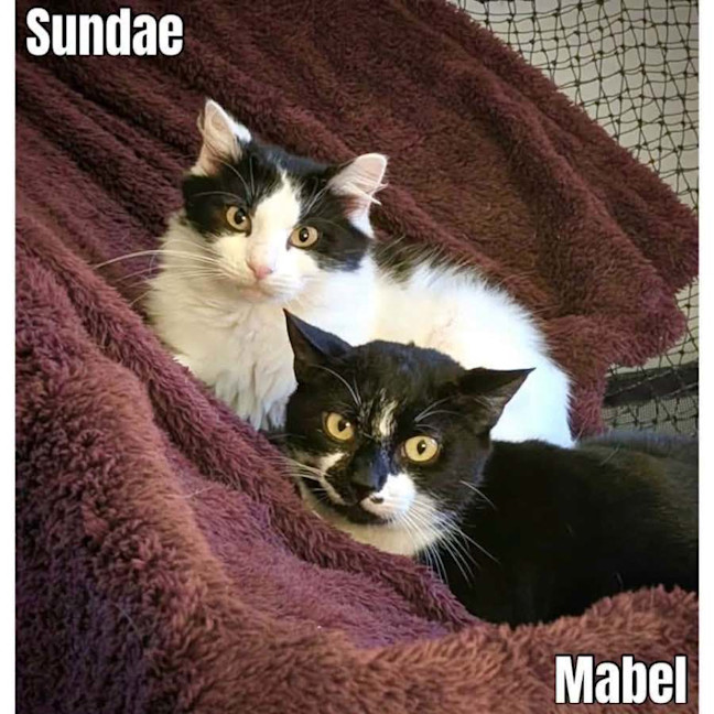 Photo of 14332 & 14463   Mabel & Sundae