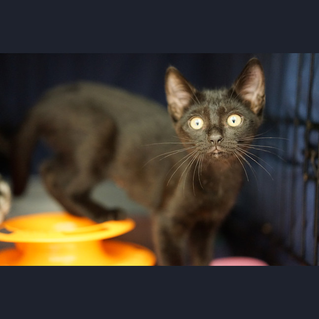Photo of Kiki
