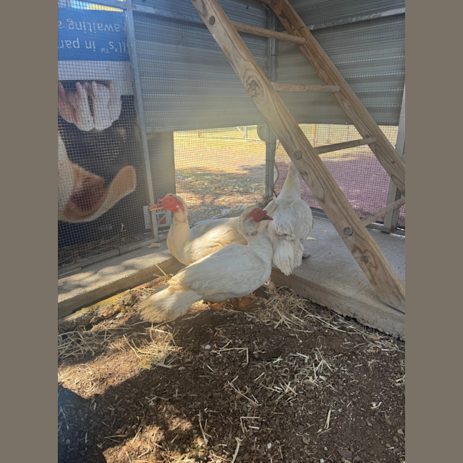 Photo of 3 Muscovy Ducks