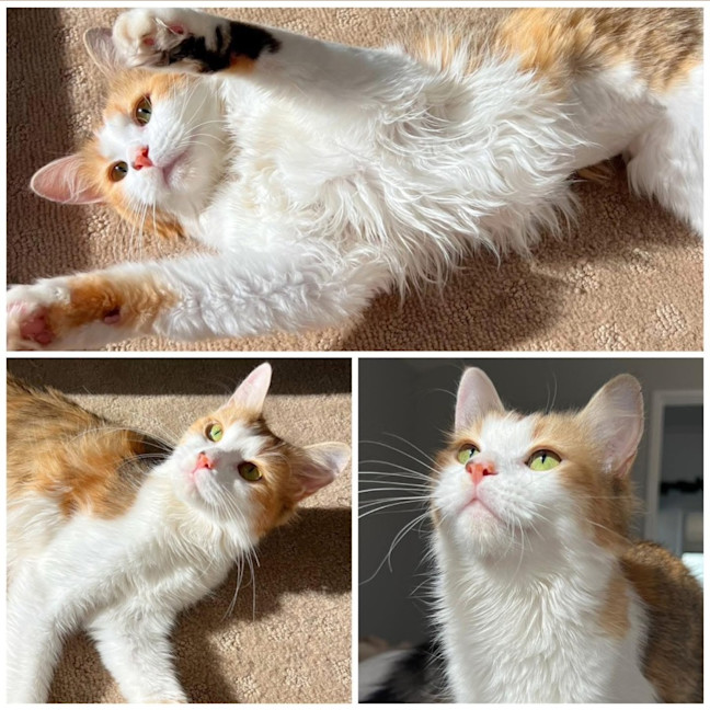 Photo of 12086   Missy