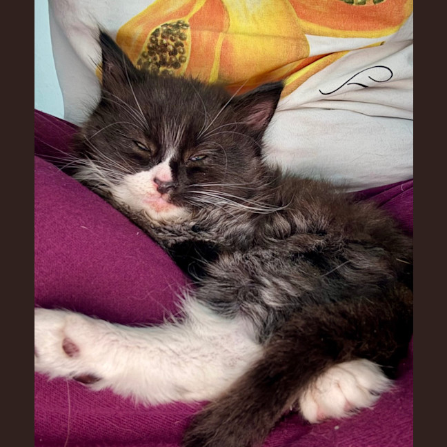 Photo of Fluoxetine Aka Flux