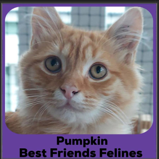 Photo of Pumpkin 