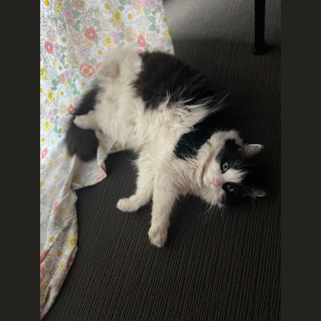 Photo of Luna