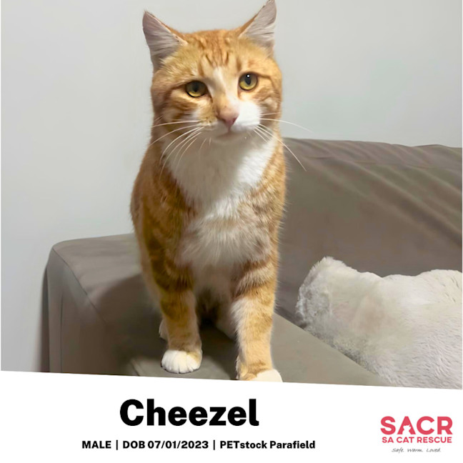 Photo of Cheezel
