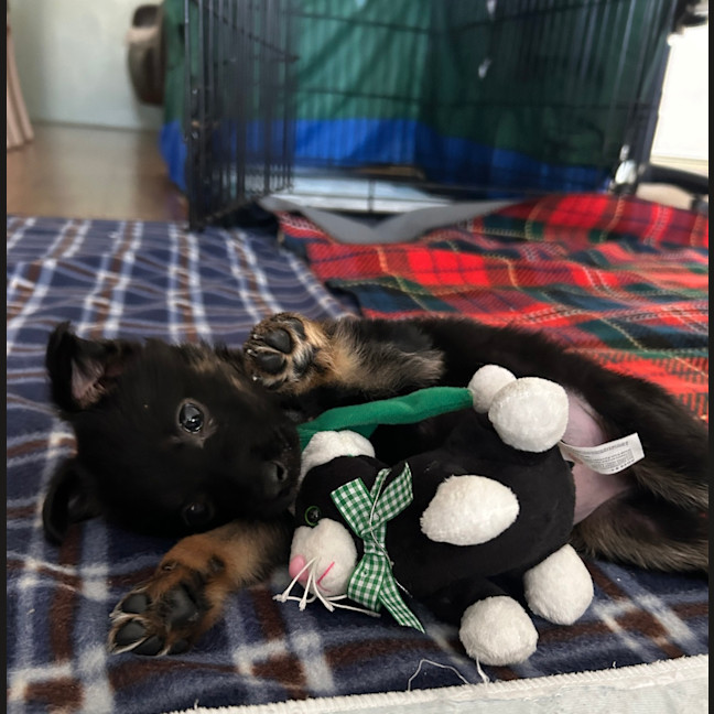 Photo of Truffle