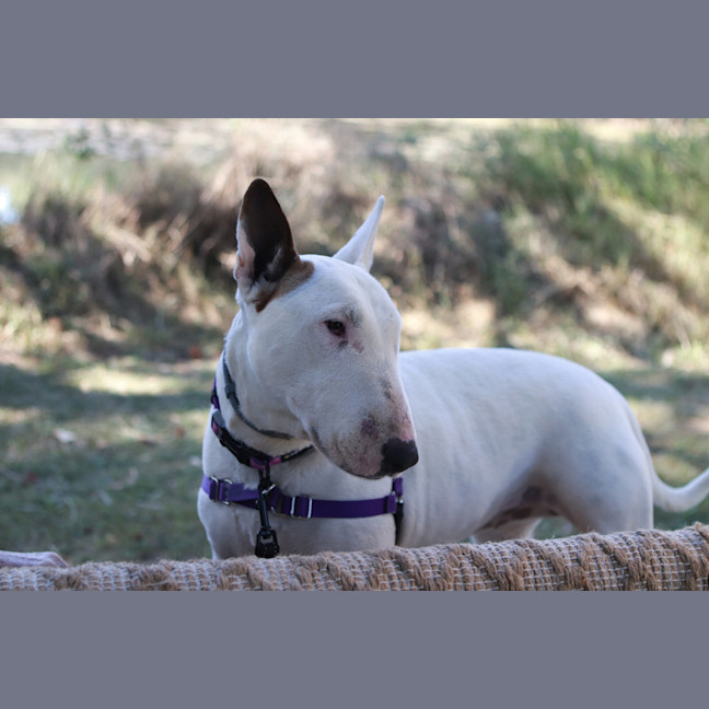 Photo of Rosie