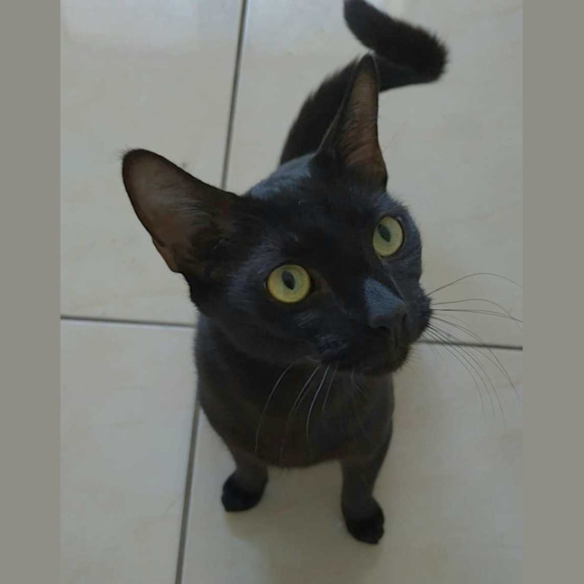 Photo of Anubis & Bastet