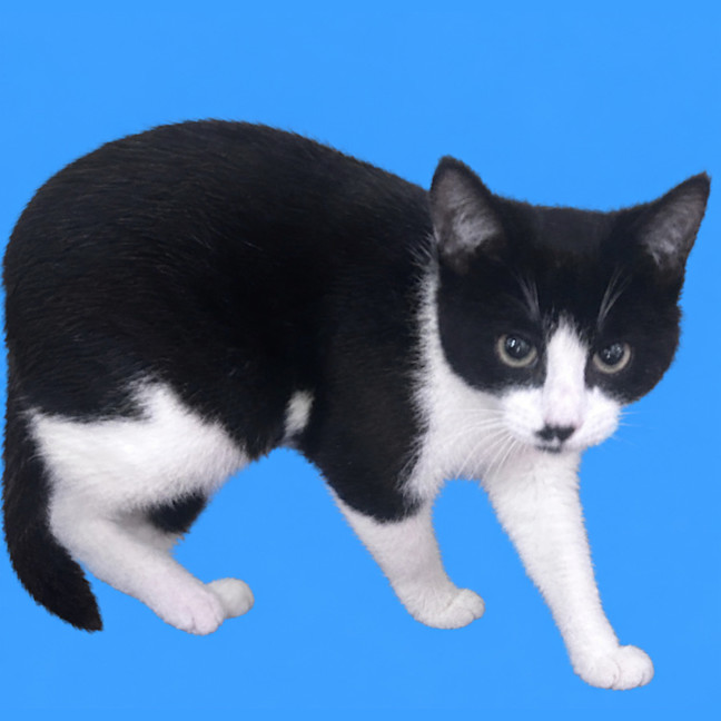 Photo of Miso