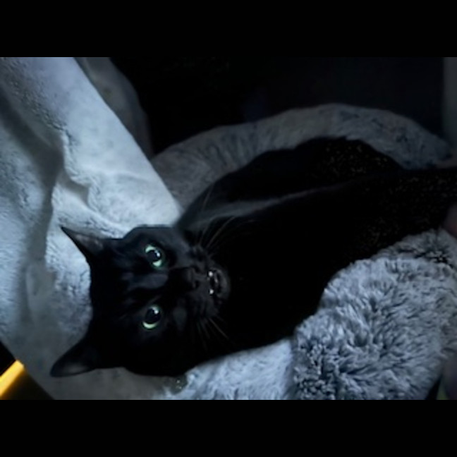 Photo of Luna Kitty   In Foster Care In Mount Martha