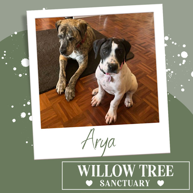 Photo of Arya