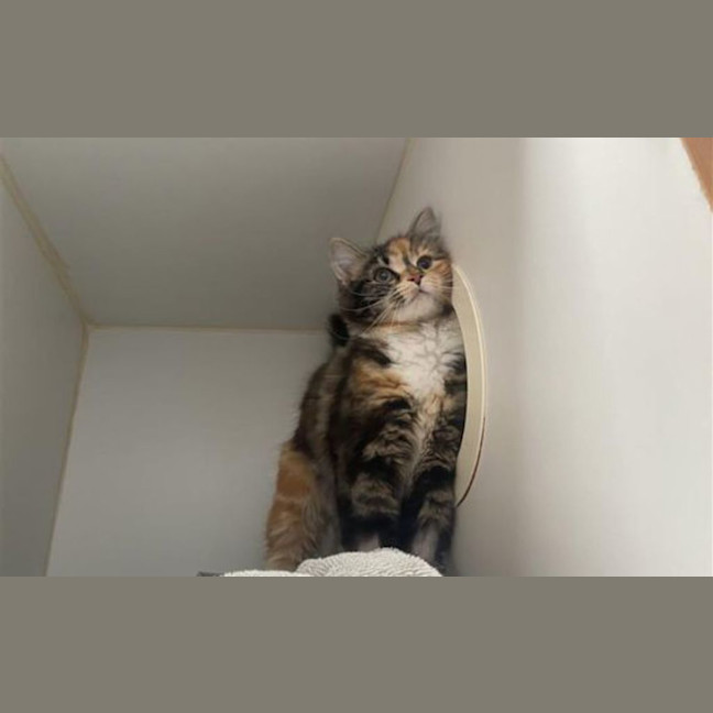 Photo of Ducky 