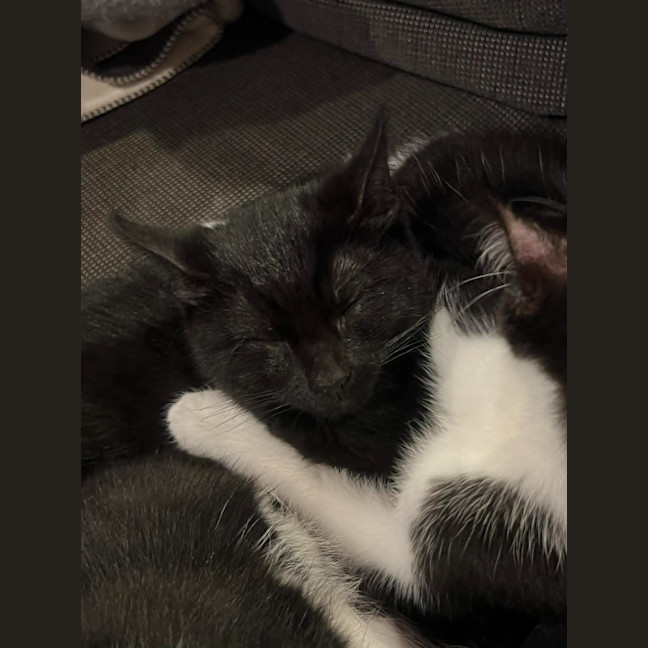 Photo of Luna