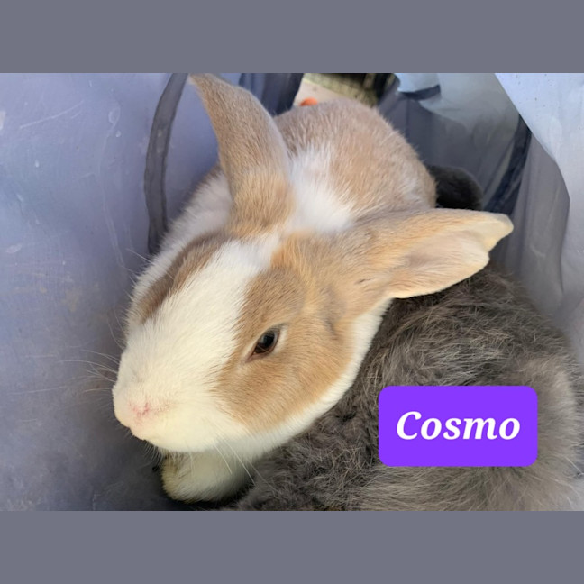 Photo of Cosmo