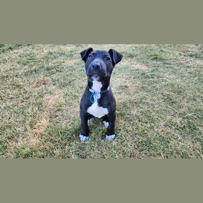 Photo of Orion