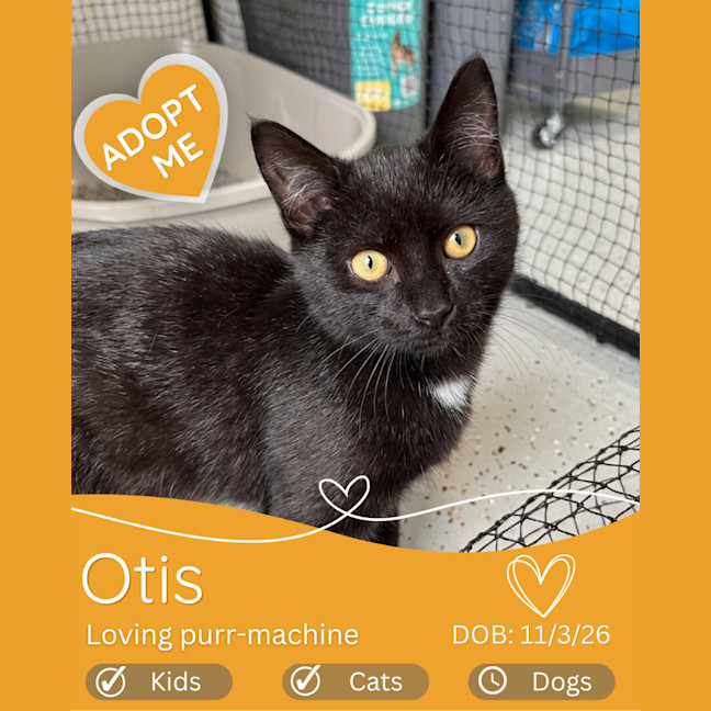 Photo of Otis
