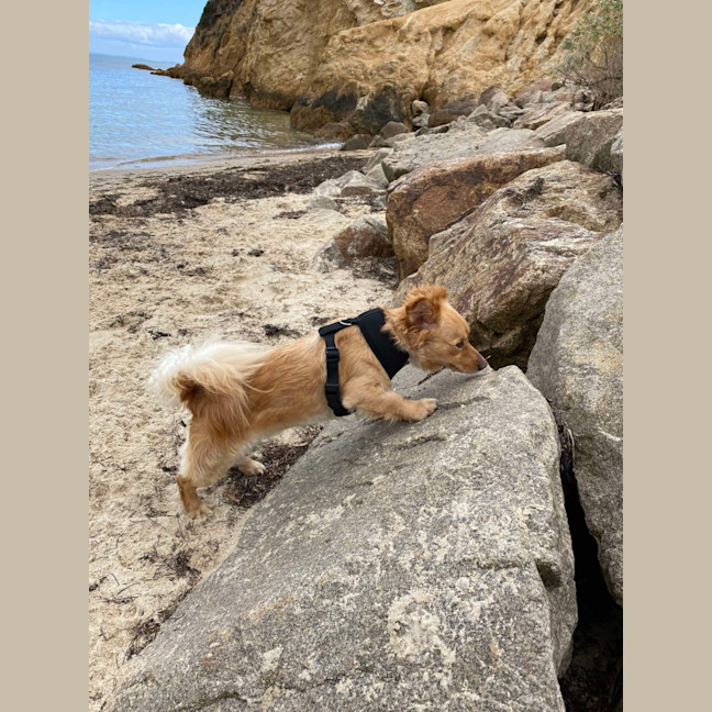 Photo of Rusty