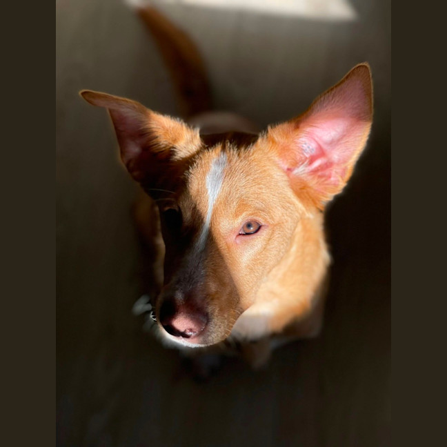 Photo of Rosabella