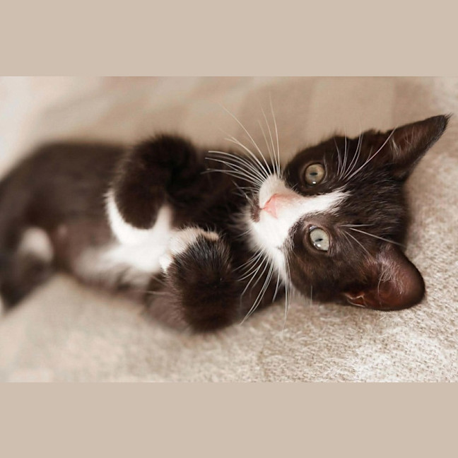 Photo of Tux