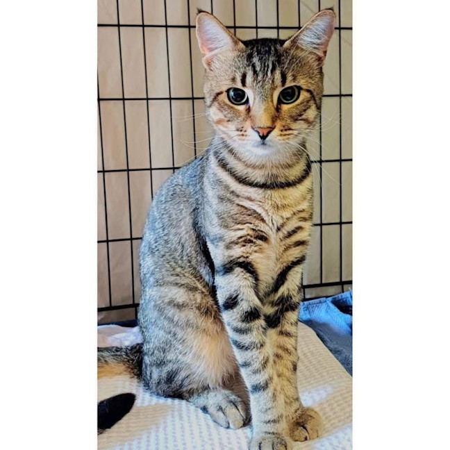 Photo of 11740   Nelsan