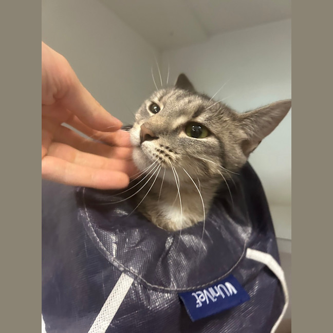 Photo of Dusty 
