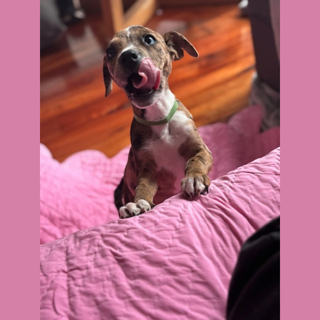 Photo of Bindi