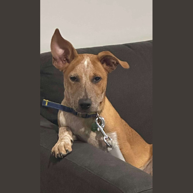 Photo of Oliver