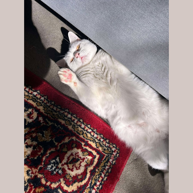 Photo of Mochi