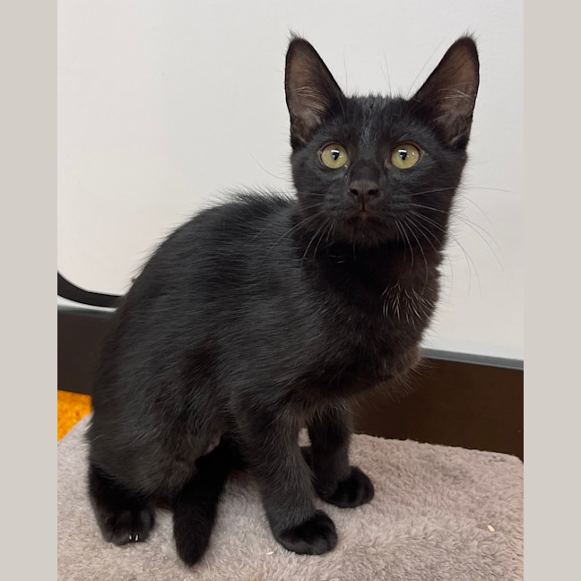 Photo of Toothless