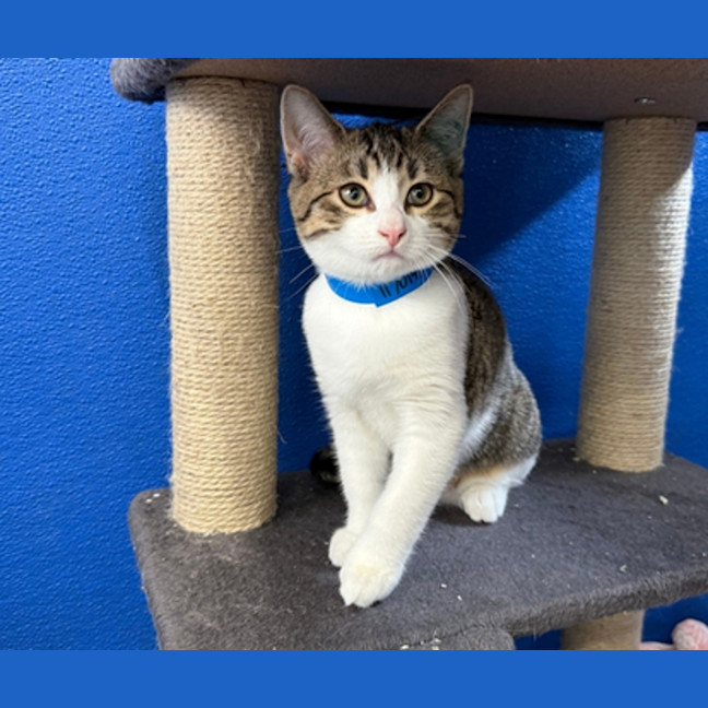 Photo of Cookie