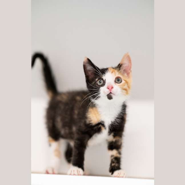 Photo of Peach