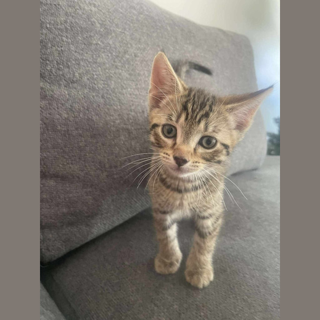 Photo of Simba