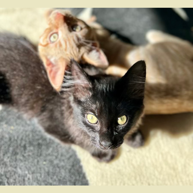 Photo of Nox   Located In Lower Plenty