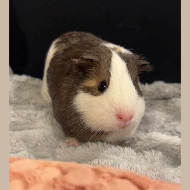 Photo of Cheeky