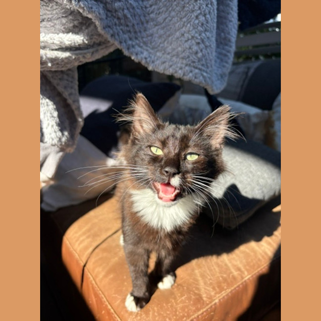 Photo of Tulli   13 Week Old Domestic Medium Hair