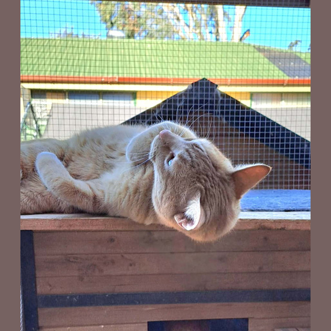 Photo of Archie