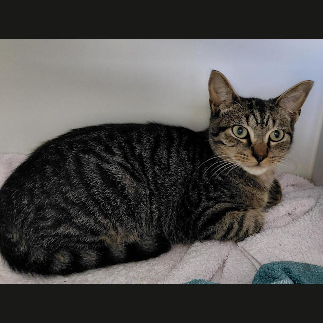 Photo of Oakley
