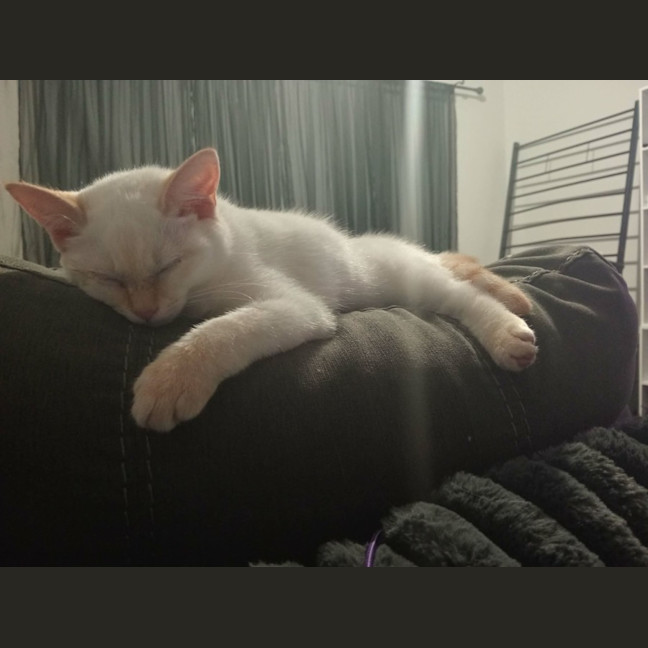 Photo of Ginger Snaps *9 Lives Project Rescue*