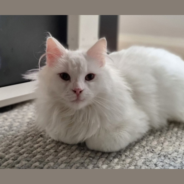 Photo of Casper