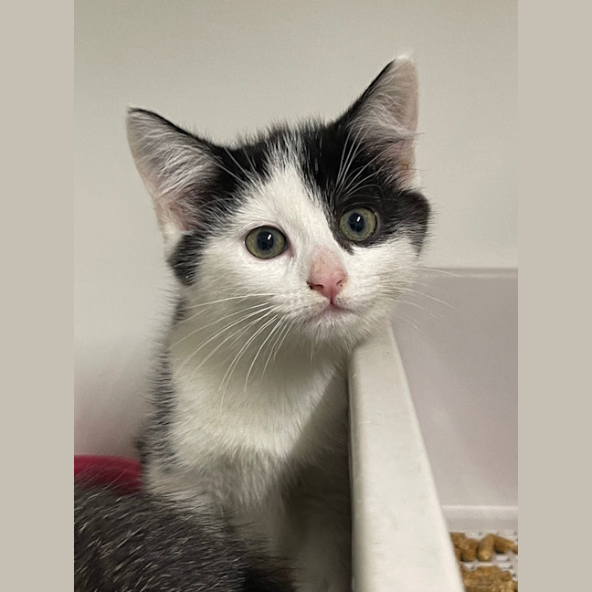 Photo of Mars   Burnie