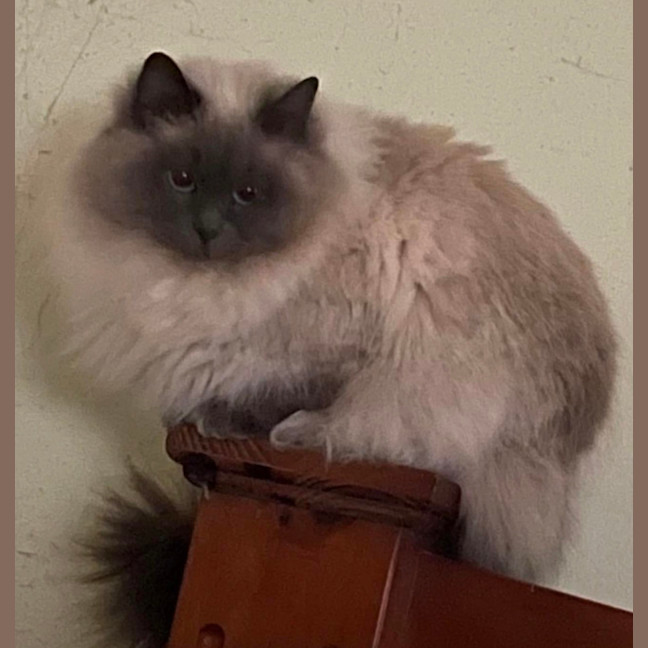 Photo of Milo & Luna