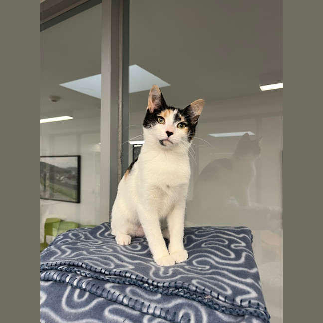 Photo of Syrah