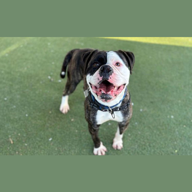 Photo of Buddy