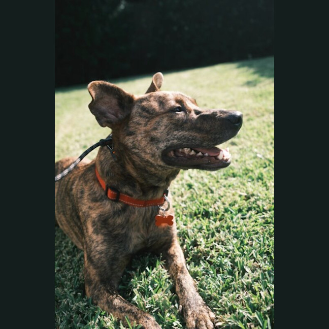 Photo of Moose