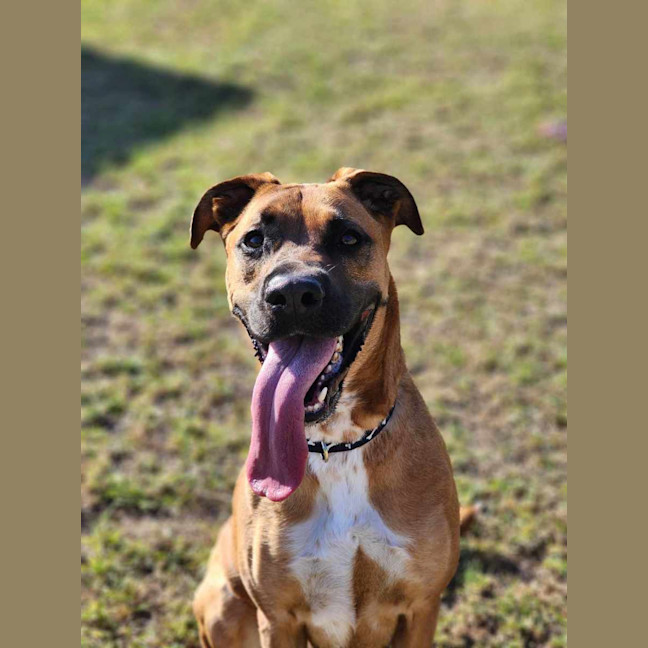 Photo of 🌹 Rose 6167 🌹