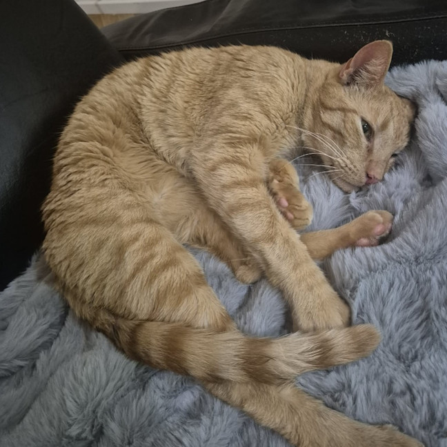 Photo of Cheeto