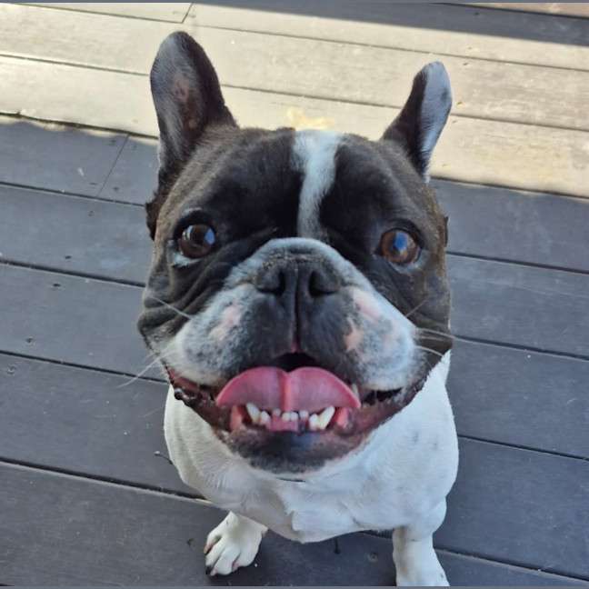 Photo of Buster